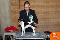 Un ejemplar de Ratonero Valenciano de Burriana se alza con el premio del Campeonato Canino de España - (foto 3)